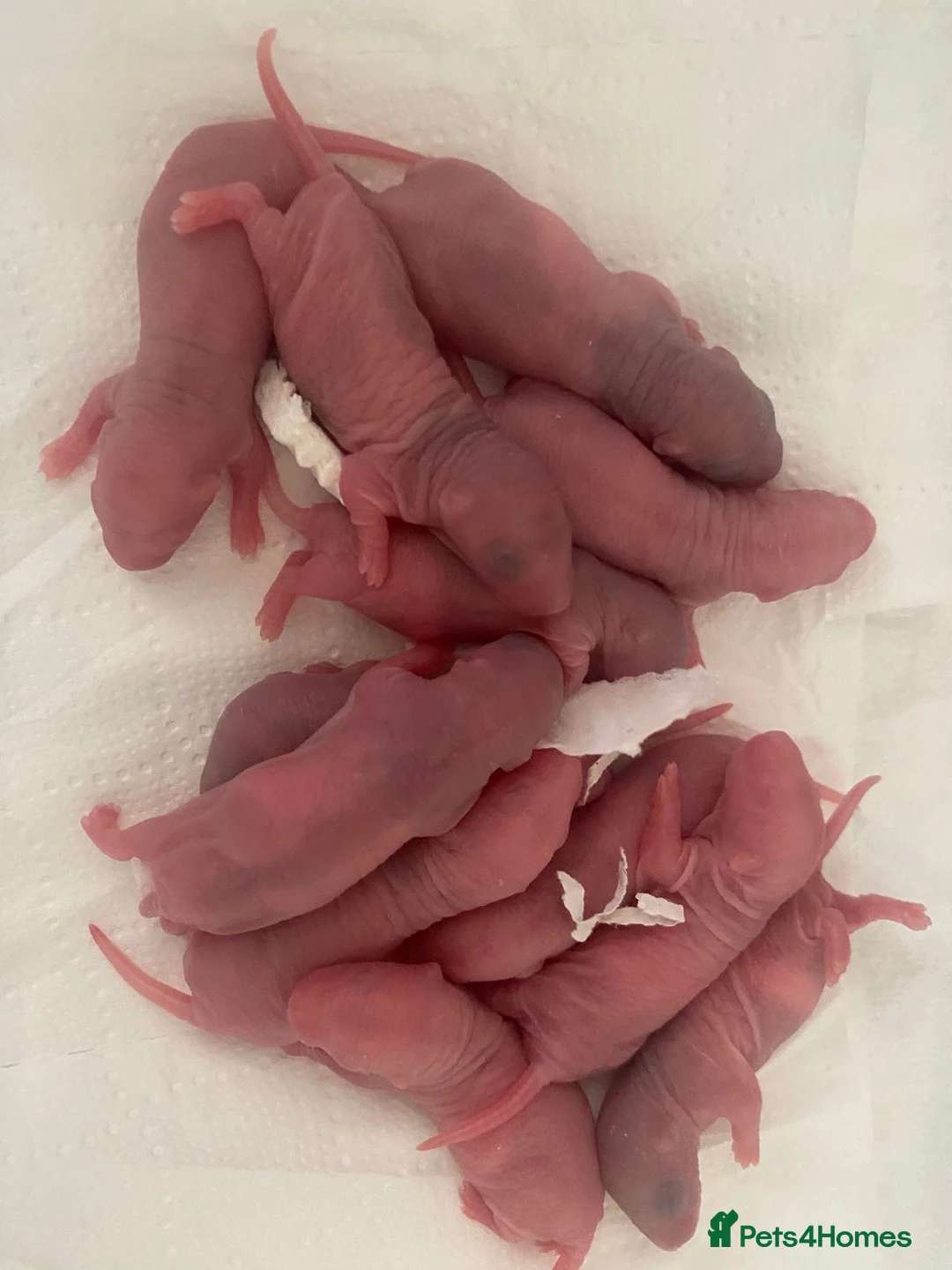 Rat rodents for sale: Baby rats ready beginning of August  - Advert 1