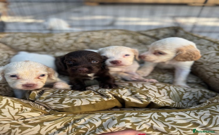 Cocker Spaniel dogs - Advert 2