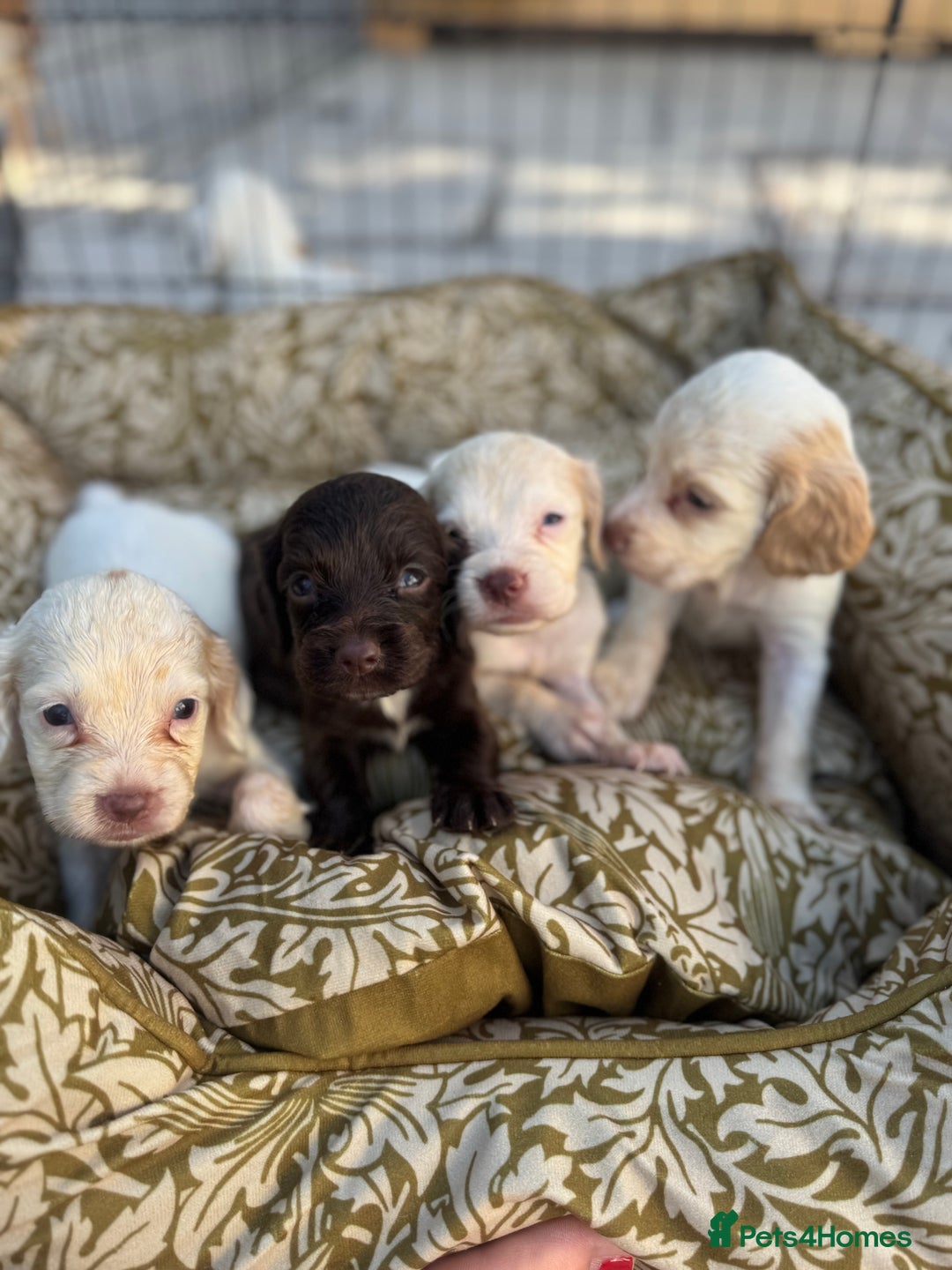 Cocker Spaniel dogs for sale: One male, four girl cocker spaniels - Image 1