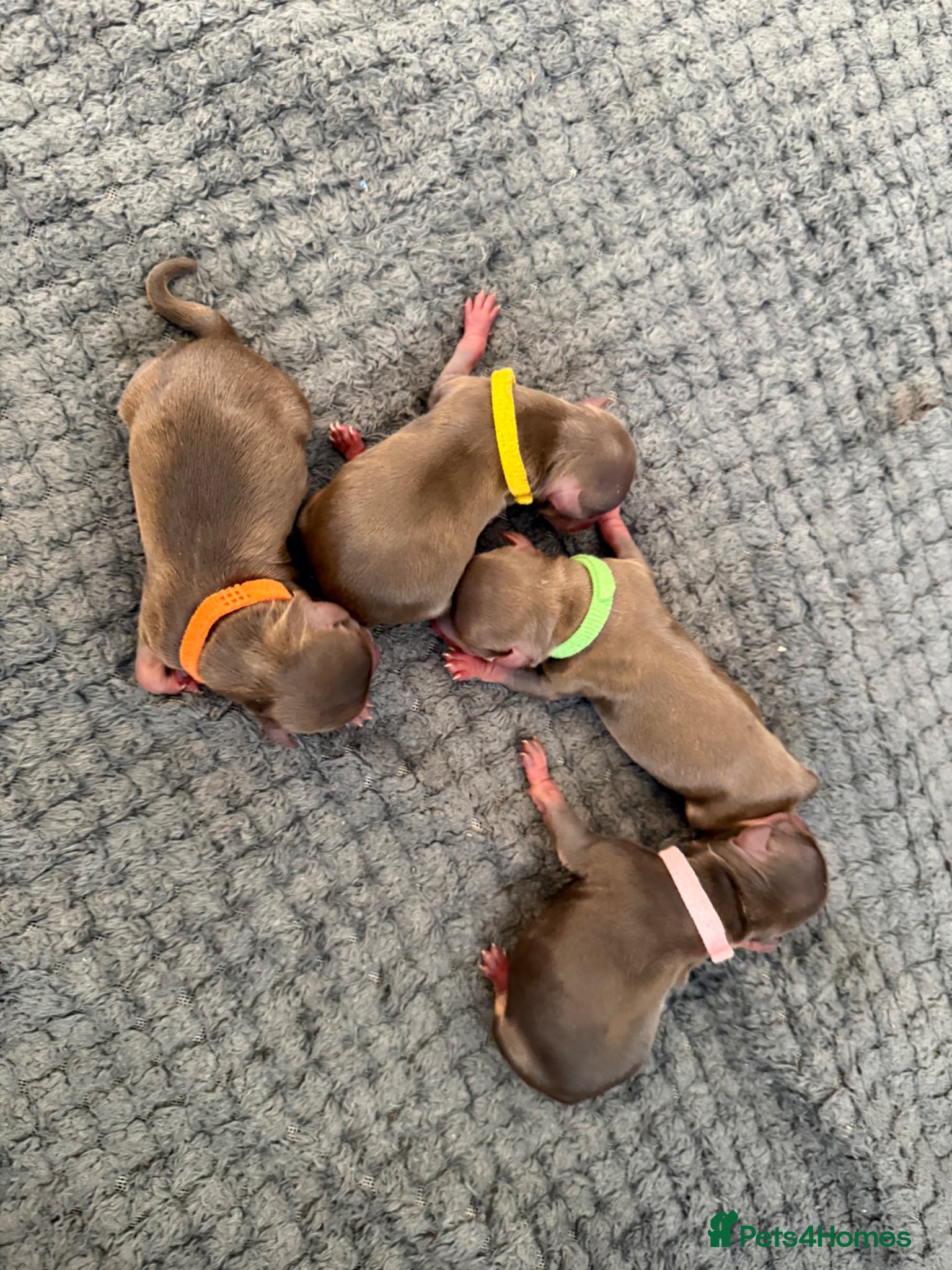 Chipoo dogs for sale: 💎 EXQUISITE TINY CHIPOO PUPPIES AVAILABLE 💎  - Advert 2