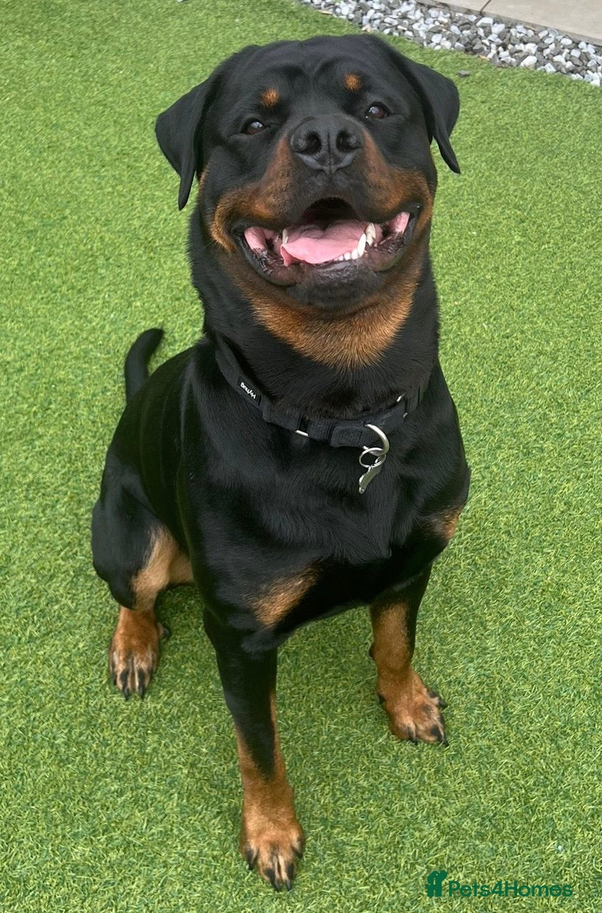 Rottweiler dogs Rottweiler for Adoption – Experienced Home Only - Advert 2