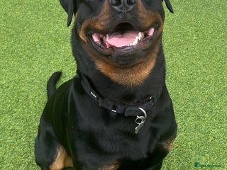 Rottweiler dogs Rottweiler for Adoption – Experienced Home Only - Advert 1