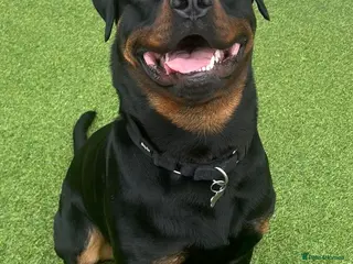 Rottweiler dogs Rottweiler for Adoption – Experienced Home Only - Advert 16