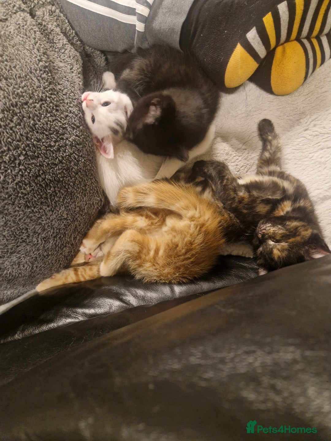 Mixed Breed cats for sale: Turkish angora x Main coon kittens ready now - Advert 2