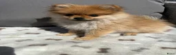 Pomeranian dogs for sale: Miniature Pomeranian  in Basildon - Advert 18