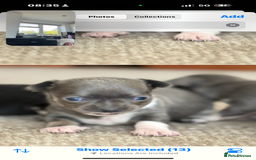 Chihuahua dogs for sale: ✨ Lilac Baby Girl with blue eyes  - Image 6