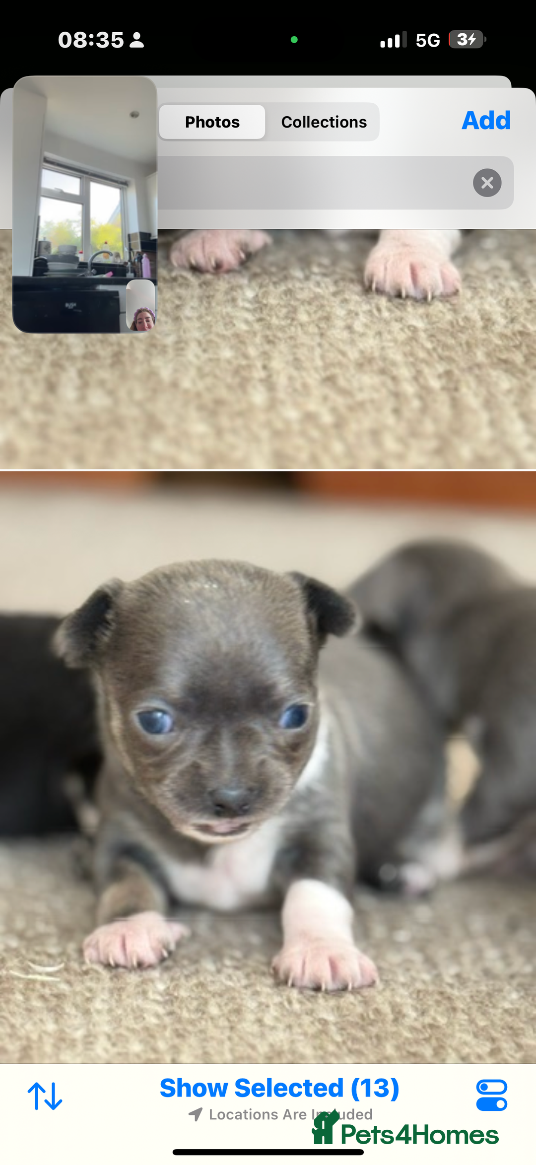 Chihuahua dogs for sale: ✨ Lilac Baby Girl with blue eyes  - Image 6