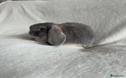 Mini Lop rabbits for sale: Mini Lops Ready To Leave Now - Image 2