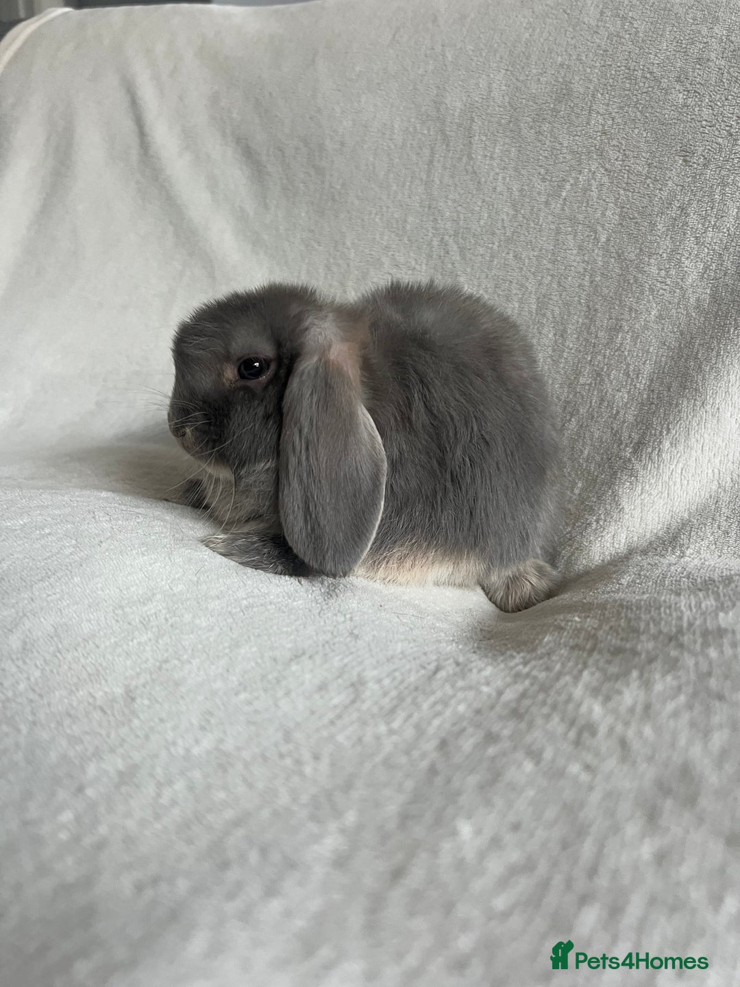 Mini Lop rabbits for sale: Mini Lops Ready To Leave Now - Image 2