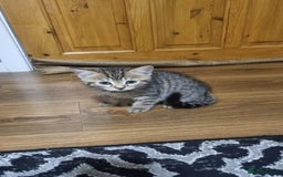 Mixed Breed cats for sale: Kitten - Image 2