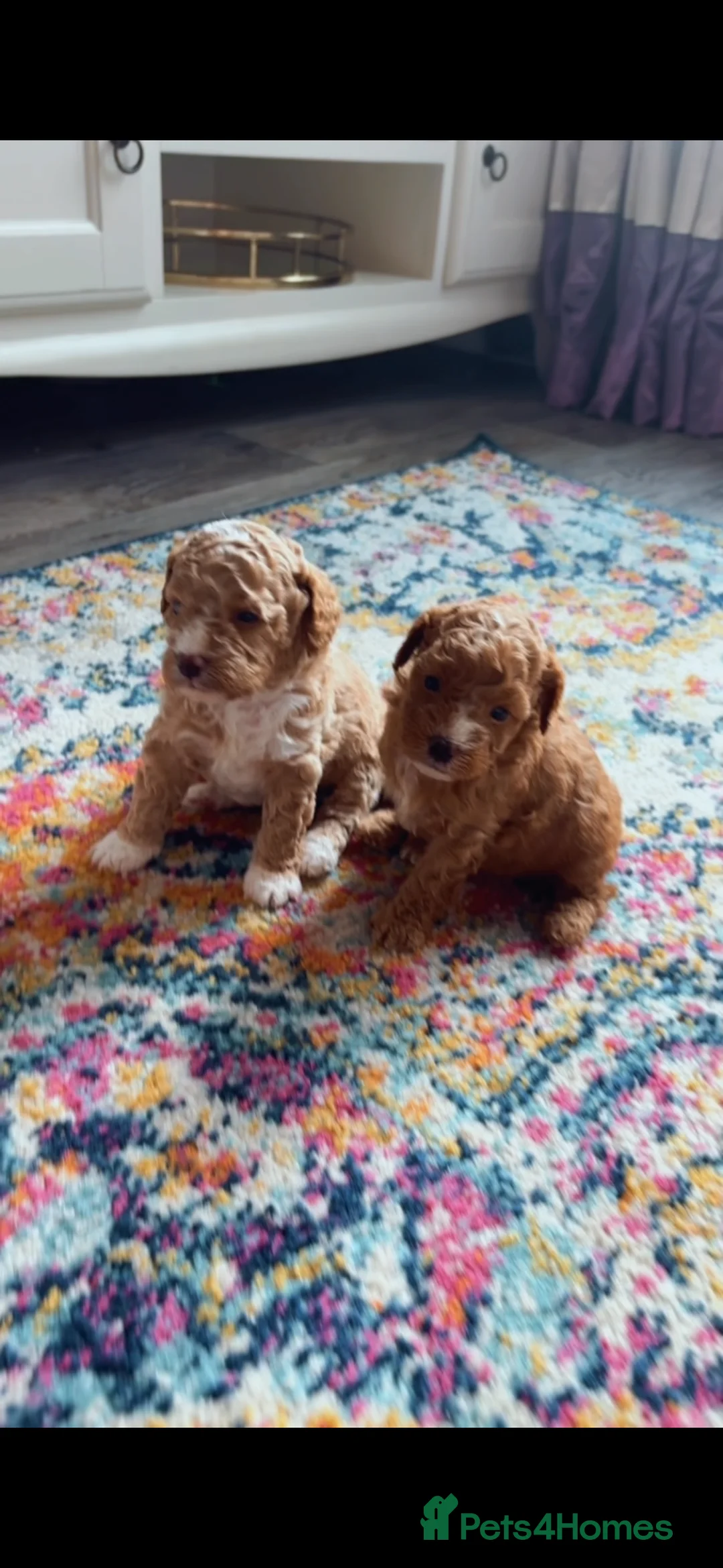 Cavapoo dogs for sale: Toy Cavapoo puppies - Advert 3
