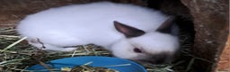 Netherland Dwarf rabbits for sale: Dobby 😍 Netherland Dwarf Vaccinated NEEDS A HOME  - Advert 4