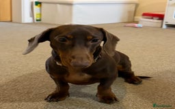 Miniature Dachshund dogs for sale: Female Choc & Tan Miniature Dachshund - Image 4