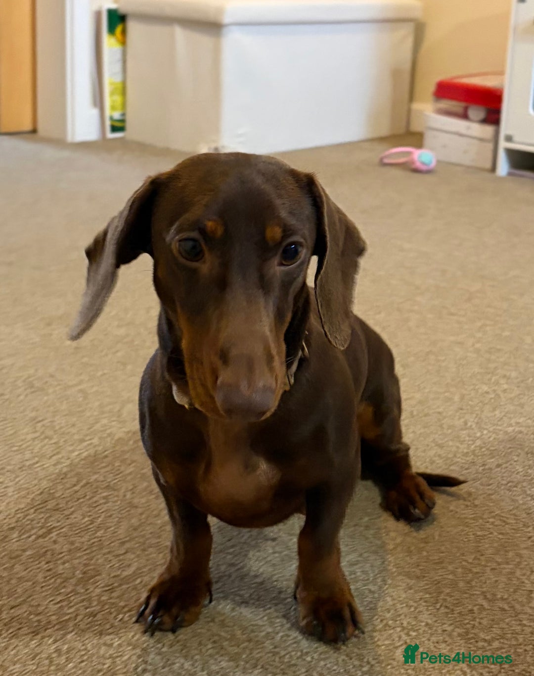 Miniature Dachshund dogs for sale: Female Choc & Tan Miniature Dachshund - Image 4
