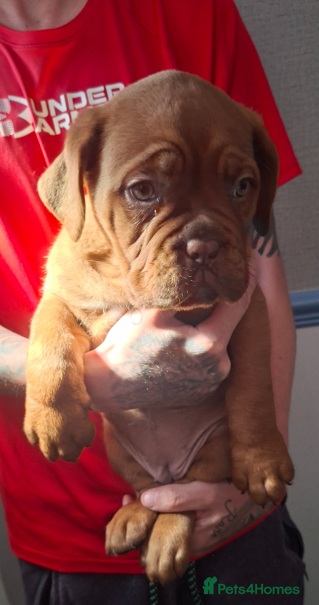 Dogue De Bordeaux dogs Pedigree Dogue De Bordeaux puppies - Advert 2