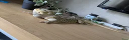 Bearded Dragon reptiles for sale: Looking for good homes. - Advert 2