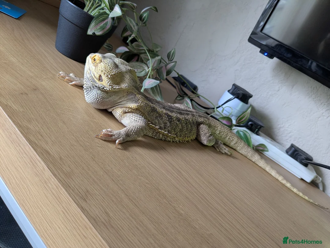 Bearded Dragon reptiles for sale: Looking for good homes. - Advert 2