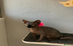 Sphynx cats for sale: 4 years Tica Active girl never breed - Image 7