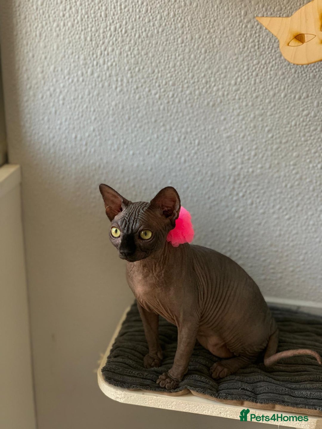 Sphynx cats for sale: 4 years Tica Active girl never breed - Image 7