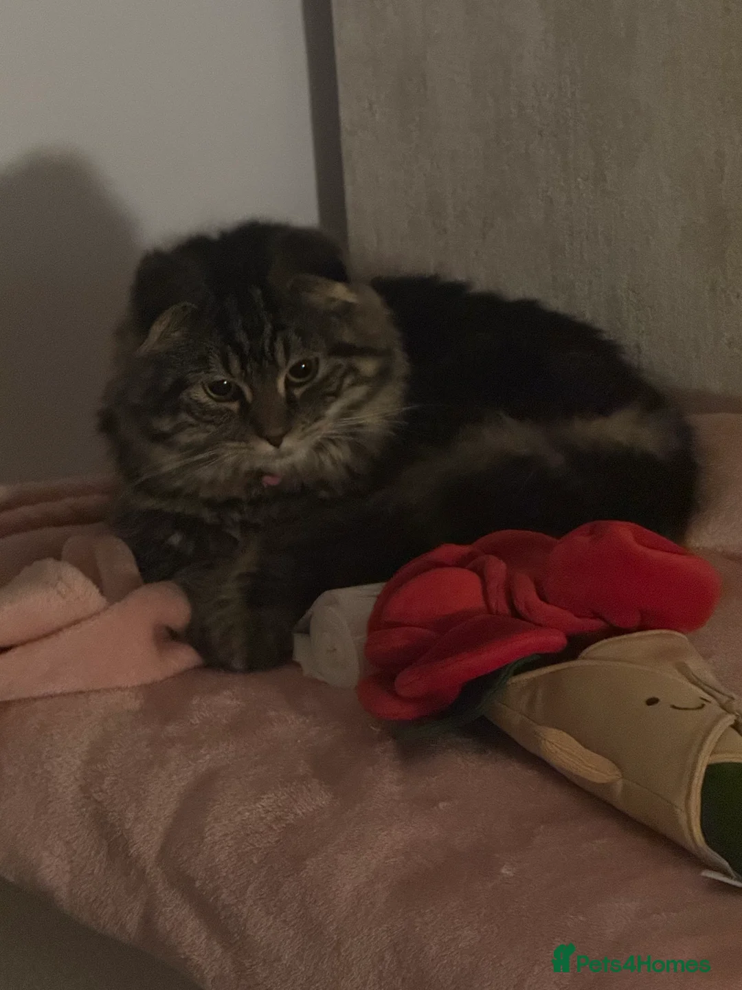 Scottish Fold cats for sale: Only one folded ears girl left 🎀 - Advert 10