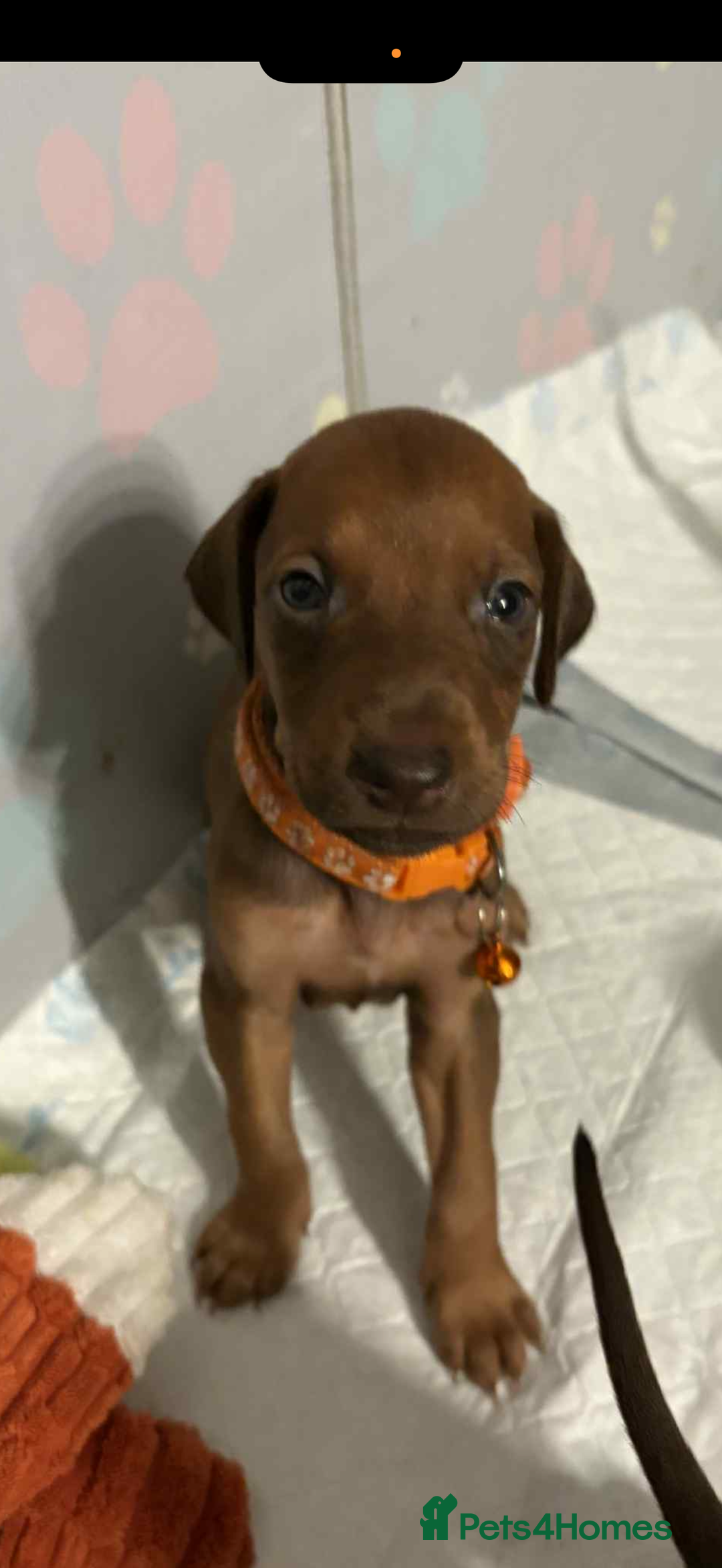 Mixed Breed dogs for sale: Lurcher Saluki x Doberman - Image 6