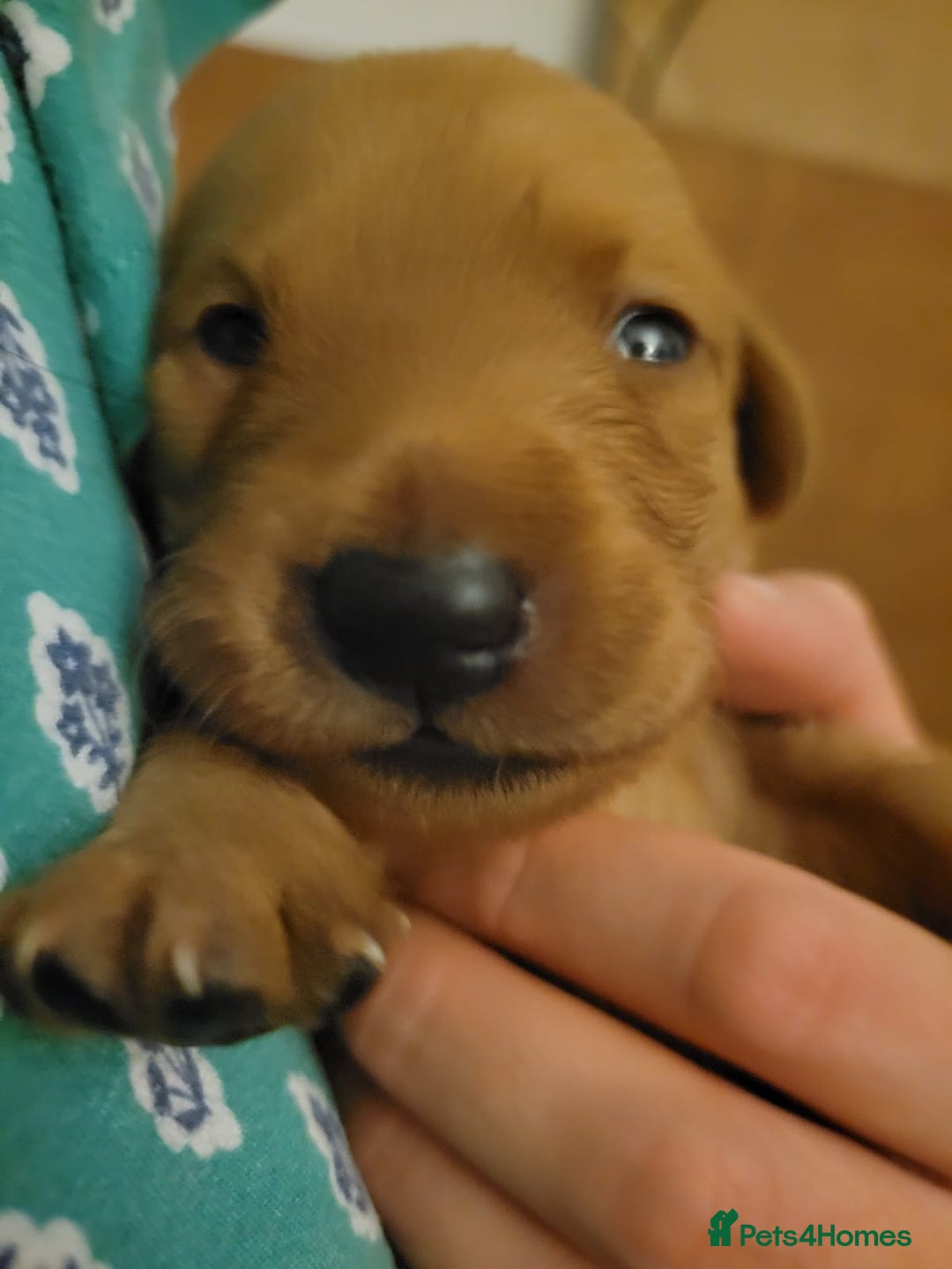 Labrador Retriever dogs for sale: Red Fox Labrador Puppies–Ready from 26th September - Image 37