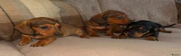 Dachshund dogs for sale: Stunning mini dachshund puppies! - Advert 9