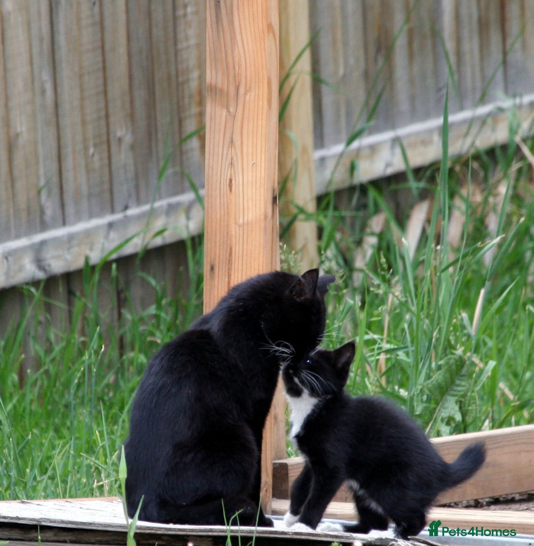 Mixed Breed cats for sale: Kittens  - Advert 16