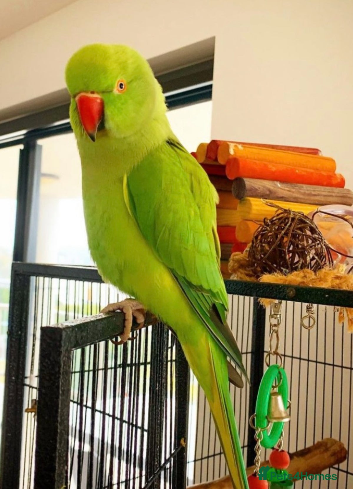 Parrots birds Baby ring neck talking parrot  - Advert 18