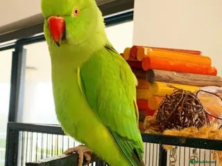 Parrots birds Baby ring neck talking parrot - Advert 18
