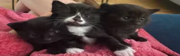 Mixed Breed cats for sale: Mixed Kittens - Advert 6