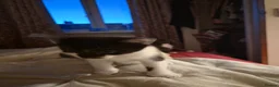 British Shorthair cats for sale: Domestic shorthair kittens - Advert 3