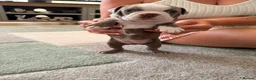 Boston Terrier dogs for sale: 8th Generation KC Reg Boston Terrier Puppies  - Advert 5