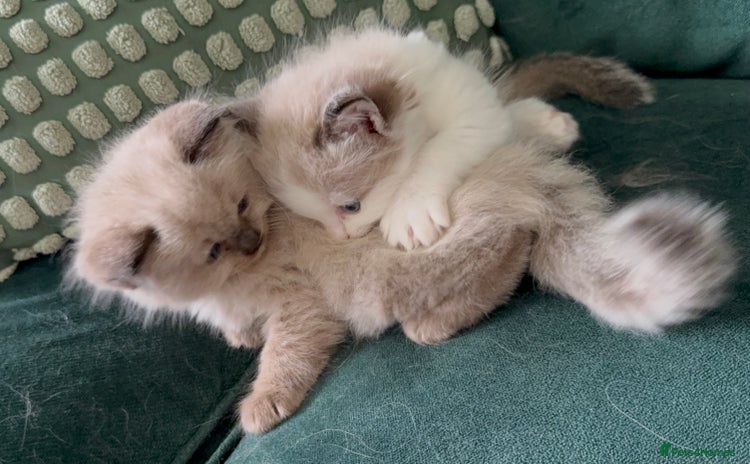 Ragdoll cats - Advert 14