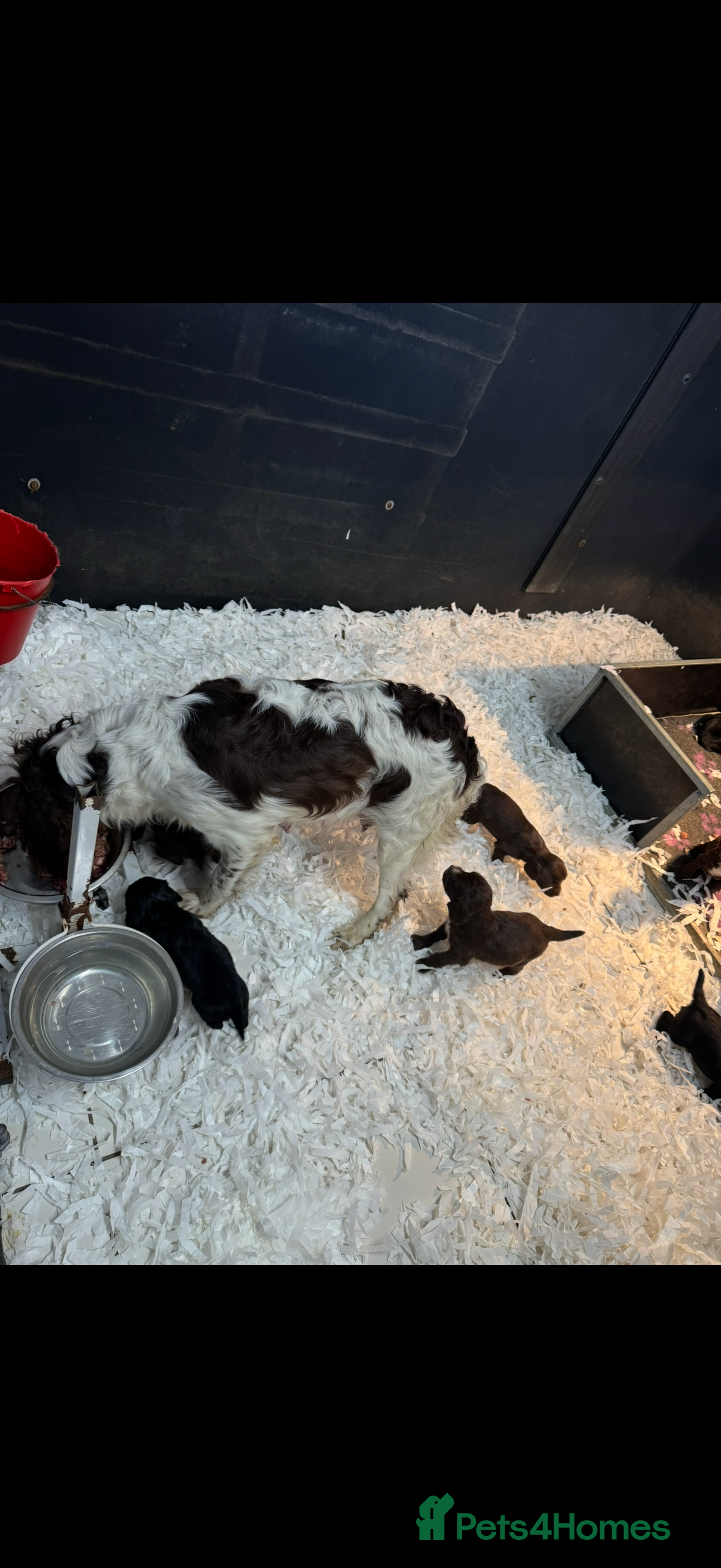 Sprocker dogs Sprocker Spaniel Pups- READY TO GO - Advert 2