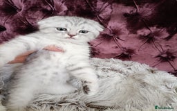 British Shorthair cats for sale: Gorgeous kittens for sale  - Image 1