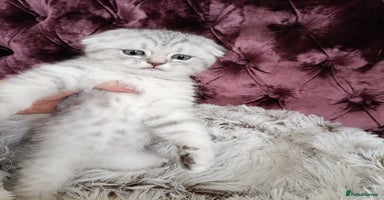 British Shorthair cats - Advert 3