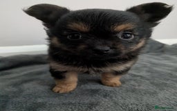Chorkie dogs for sale: Chorkie babies  - Image 5