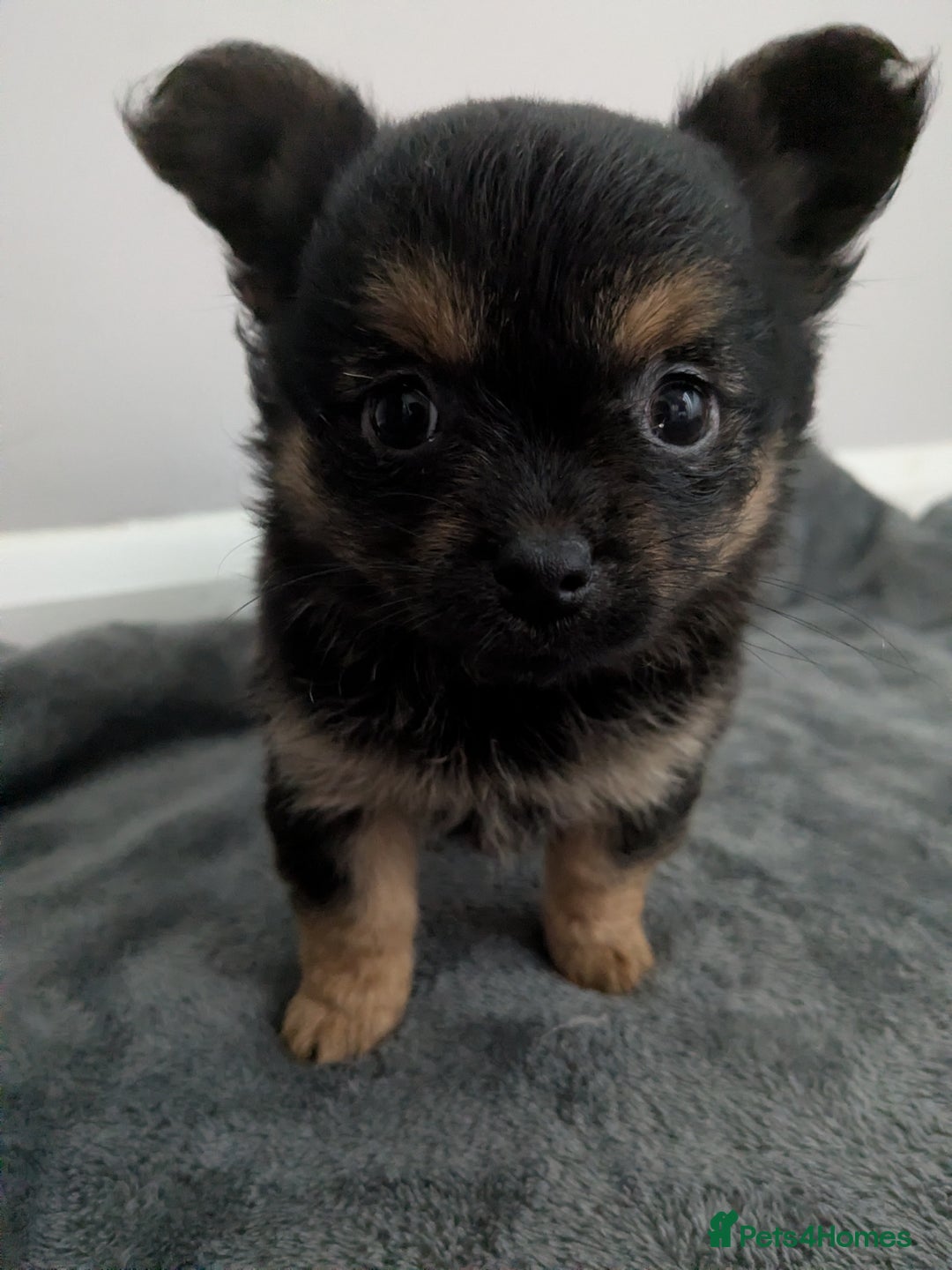 Chorkie dogs for sale: Chorkie babies  - Image 5