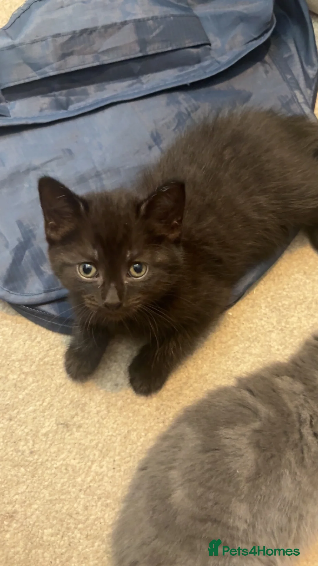 British Shorthair cats for sale: Beautiful BSH kittens - Advert 17