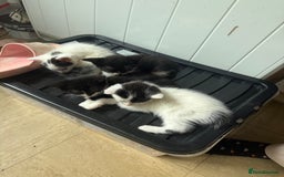 British Shorthair cats for sale: Calico, British shorthair, Persian domestic - Image 5