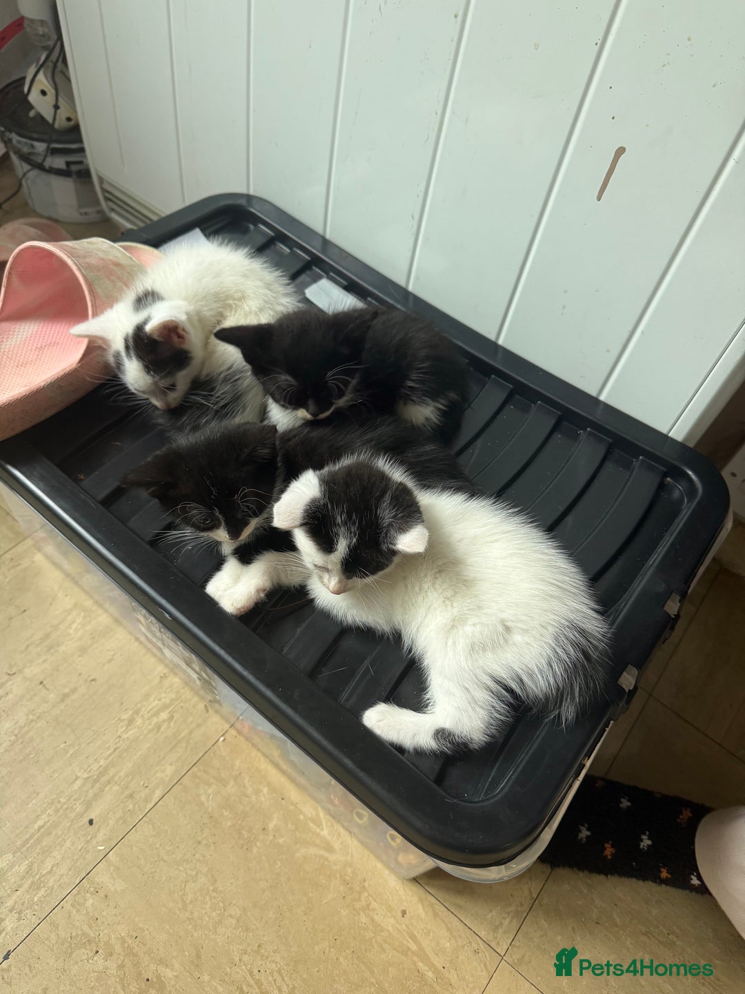 British Shorthair cats for sale: Calico, British shorthair, Persian domestic - Image 5