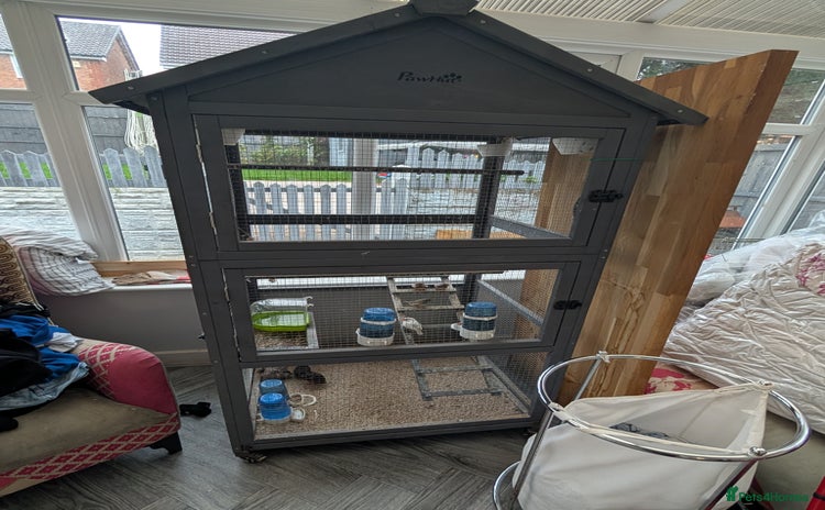 Finches birds - Advert 14