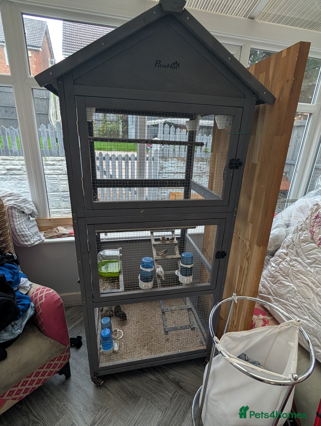 Finches birds for sale: 2 pairs of zebra finches and 3 cpq with large cage - Image 1