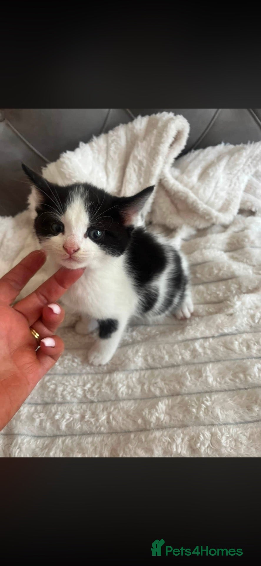 Mixed Breed cats Kittens - Advert 1