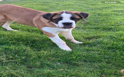 Saint Bernard dogs for sale: Saint puppy from HIP & ELBOW tested parents  - Advert 3