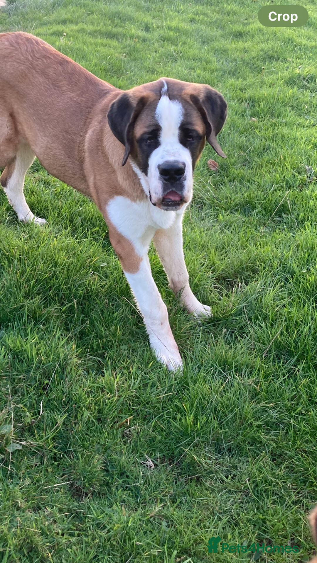 Saint Bernard dogs for sale: Saint puppy from HIP & ELBOW tested parents  - Advert 3