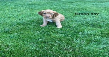 Cocker Spaniel dogs - Advert 3