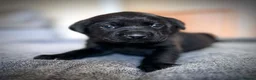 Labrador Retriever dogs for sale: KC Registered Labradors  - Advert 21
