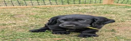 Sprocker dogs for sale: Sprocker puppy boy  - Advert 1